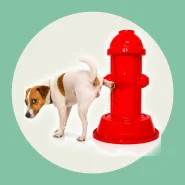 Sanitário Hidrante Fácil Xixi Para Cães Cachorros