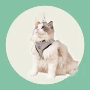 Coleira Peitoral Cães E Gatos Ajustável Com Guia Colete Pet 6kg Com 120cm Cabo de Reboque