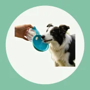 Garrafa Portátil para Cachorro e gatos 2 em 1 com Tigela Bebedouro  para Passeio Viagem 285ml Antivazamento