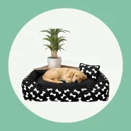 Caminha para o Seu Pet Descansar