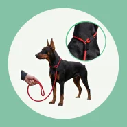 Coleira Guia Unificada Cães Corda 6mm Nylon Enforcador Adestramento Anti Puxão Passeio Pet Ajustavel