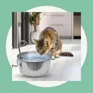 Fonte de Água Inox para Gatos