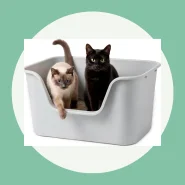 Caixa de Areia Grande para Gatos com Lados Altos
