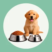 Comedouro e Bebedouro em Inox para Cães e Gatos