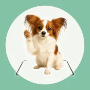 Tapete Higiênico para Facilitar a Rotina do Seu Pet