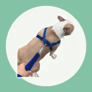 Peitoral para Passeios com Seu Pet