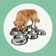 Cachorro Pote de Ração Água e Antiderrapante Resistente Aço Inox
