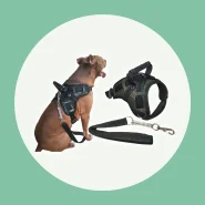 Peitoral para Passeios com Seu Pet