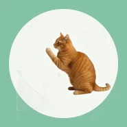 Arranhador para Entreter e Cuidar das Unhas do Gato