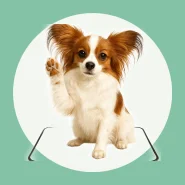 Tapete Higiênico para Facilitar a Rotina do Seu Pet
