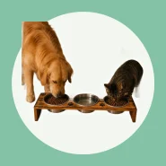 Comedouro Elevado em Inox para Cães e Gatos