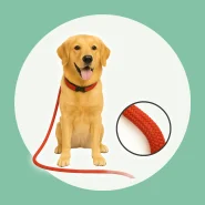 Guia para Cachorro 1 à 5 Metros, Pet para Adestramento