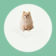 Banheiro Sanitário Com Dreno e Mangueira Lavável Para Cães.