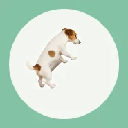 Caminha para o Seu Pet Descansar