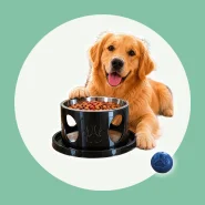 Comedouros Inteligente Anti Formiga para Cachorro e Gato Inox Premium