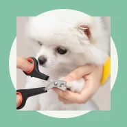 Tesouras para pets Tesouras de unha para gatos e cães Tesoura pets