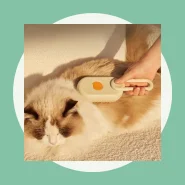 3 Em 1 Escova a Vapor Para Gatos Remoção de Pelos