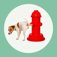 Hidrante Pet Poste Xixi Fácil Sanitário Canino