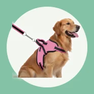 Coleira Peitoral Guia com Amortecedor Para Cachorros Fortes