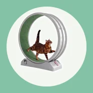 Esteira Roda De Exercicios Para Gatos Silenciosa Antiestresse Suporta.