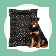 Caminha para o Seu Pet Descansar