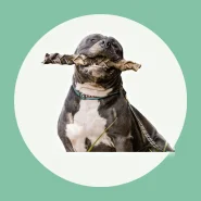 Trança de Couro Bovino para Cachorro Natuka Mordedor Natural Pet