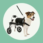 Cadeira 2 Rodas Tamanho P Cachorro Traseira Regulável Deficiente.