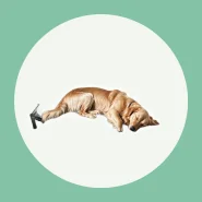 Caminha para o Seu Pet Descansar