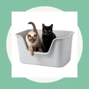 Caixa de Areia Grande para Gatos com Lados Altos