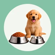 Comedouro e Bebedouro em Inox para Cães e Gatos