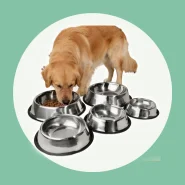 Cachorro Pote de Ração Água e Antiderrapante Resistente Aço Inox